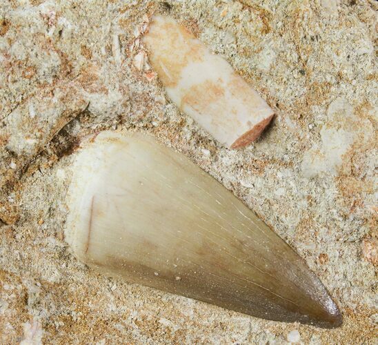 Fossil Mosasaur Tooth With Partial Enchodus Fang - Morocco #96194